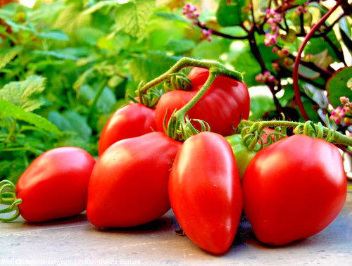 Tomatensamen russische - (8+);,