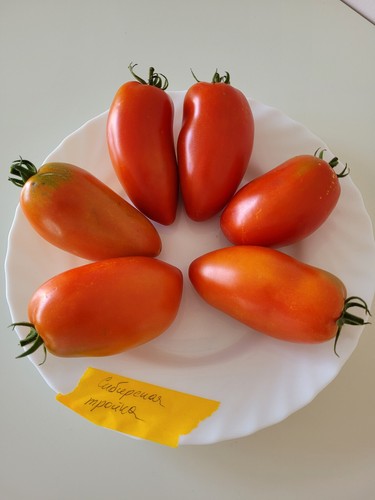 Tomatensamen sorte - 12,